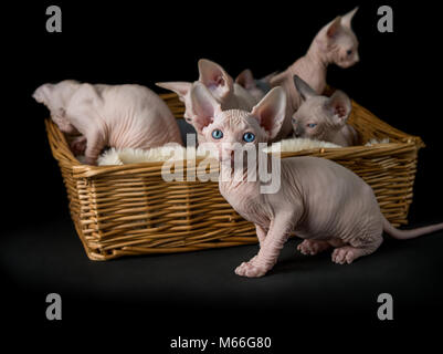 Six chatons sphynx dans un lit de chat Banque D'Images