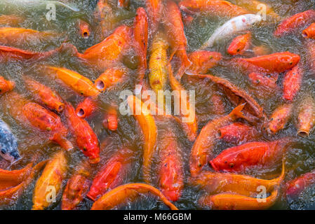 Close-up of poisson koi Banque D'Images