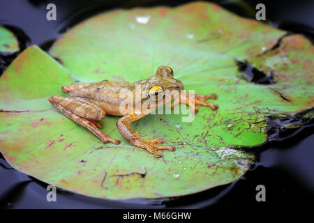 Grenouille arlequin sur la feuille de lotus, Indonésie Banque D'Images