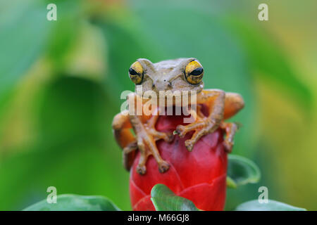 Grenouille arlequin sur une fleur, Indonésie Banque D'Images