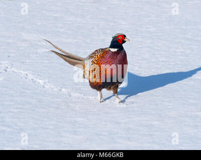 Faisan de Colchide Phasianus colchicus mâle en hiver neige Banque D'Images