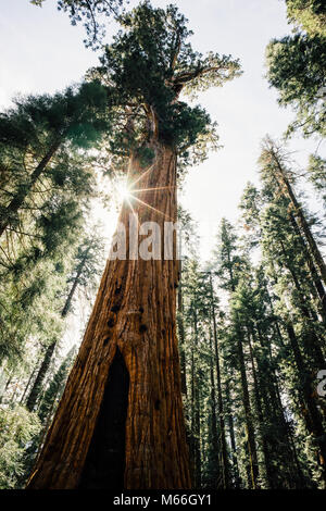 General Sherman Tree, Sequoia National Park, Californie, États-Unis Banque D'Images