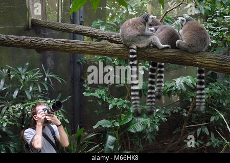 Ce photographe photo de lémuriens (ring-tailed Lemur catta) dans Zoo de Singapour Banque D'Images