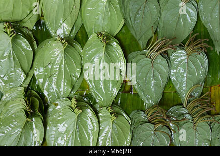 Les feuilles de bétel sur l'étal de l'homme au Myanmar. Banque D'Images