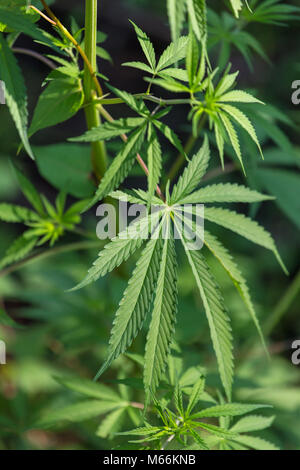 Les feuilles des plantes de marijuana close up Banque D'Images
