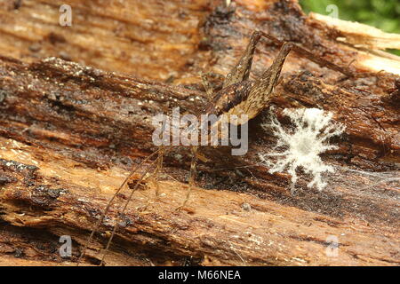 Cave cricket (Rhaphidophoridae) Banque D'Images