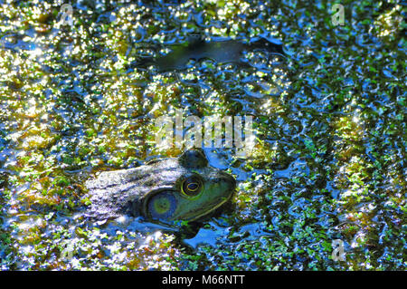 Bull Frog dans l'eau Banque D'Images