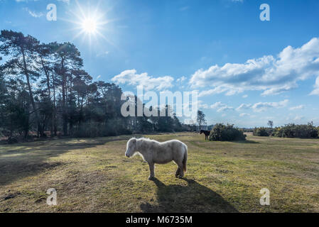 Poney Shetland blanc sur une journée d'hiver ensoleillée dans la New Forest, Hampshire, Royaume-Uni Banque D'Images