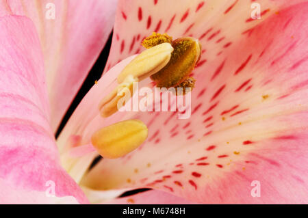 Un plan macro des anthères et du pollen d'une fleur alstroemeria Banque D'Images