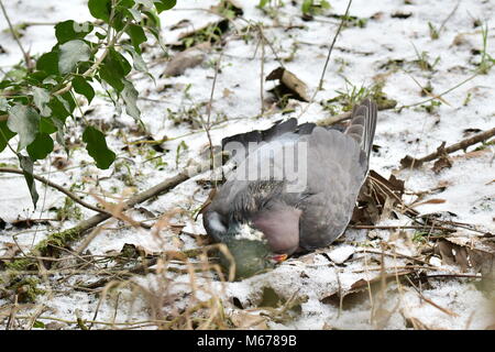 Bois mort sur la neige couverts Pigeon portant la masse sur une journée très froide en hiver dans le West Sussex, Angleterre, Royaume-Uni. Banque D'Images