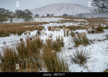 Chipping, Lancashire. 1er mars 2018. Météo France : brebis Swaledale dans la neige, d'éclat, Lancashire. Crédit : John Eveson/Alamy Live News Banque D'Images