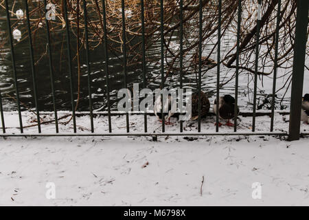 Carshalton, UK. 06Th Mar, 2018. que Storm Emma doit arriver en Angleterre en tout temps, la forme de la bête l'Est a fait des ravages en Angleterre, un gris et blanc très froid jour dans le sud de Londres, Carshalton Park, où l'oiseau ne semblent pas la peine par le gel, ni n'a peu de marcheurs et un père et sa fille qui sledged heureux dans le parc@Paul Quezada-Neiman/Alamy Live News Crédit : Paul/Quezada-Neiman Alamy Live News Banque D'Images