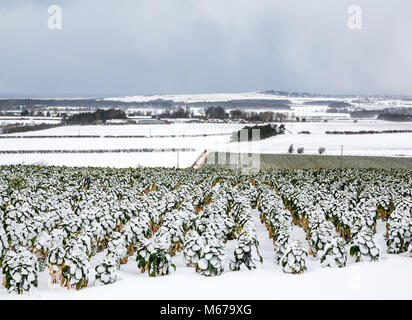 East Lothian, Ecosse, Royaume-Uni, 1er mars 2018. Météo France : Sur le premier jour du printemps, la neige portée par le climat arctique introduit par la "bête de l'Est'.. Chou de Bruxelles des plantes qui poussent dans un champ sont couvertes de neige avec un ciel d'orage Banque D'Images