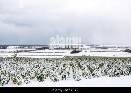 East Lothian, Ecosse, Royaume-Uni, 1er mars 2018. Météo France : Sur le premier jour du printemps, la neige portée par le climat arctique introduit par la "bête de l'Est'.. Chou de Bruxelles des plantes qui poussent dans un champ sont couvertes de neige avec un ciel d'orage Banque D'Images