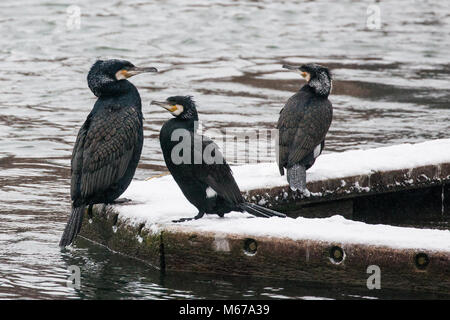 Windsor, Royaume-Uni. 1er mars 2018. Météo France : Trois aigrettes (Phalacrocoracidés) au milieu de la neige le long de la Tamise entre Windsor et Eton. Les résidents locaux se réveilla pour une nuit de neige à Windsor, Berkshire, et ont été prévenus de s'attendre à plus de neige à partir de midi. Credit : Mark Kerrison/Alamy Live News Banque D'Images