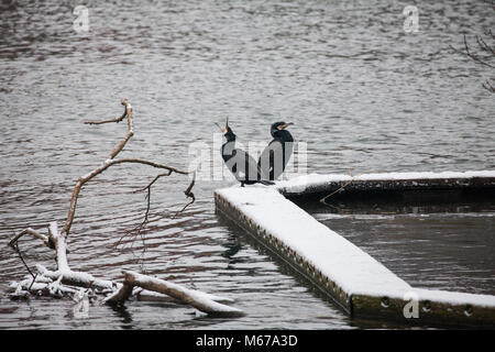 Windsor, Royaume-Uni. 1er mars 2018. Météo France : deux aigrettes (Phalacrocoracidés) au milieu de la neige le long de la Tamise entre Windsor et Eton. Les résidents locaux se réveilla pour une nuit de neige à Windsor, Berkshire, et ont été prévenus de s'attendre à plus de neige à partir de midi. Credit : Mark Kerrison/Alamy Live News Banque D'Images