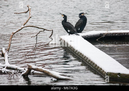 Windsor, Royaume-Uni. 1er mars 2018. Météo France : deux aigrettes (Phalacrocoracidés) au milieu de la neige le long de la Tamise entre Windsor et Eton. Les résidents locaux se réveilla pour une nuit de neige à Windsor, Berkshire, et ont été prévenus de s'attendre à plus de neige à partir de midi. Credit : Mark Kerrison/Alamy Live News Banque D'Images