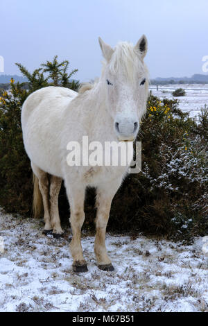 New Forest. 1er mars 2018. Météo France : premier jour du printemps dans le New Forest Hampshire avec la neige de la bête de l'Est. Crédit : © Paul Chambers / Alamy Stock Photo/Alamy Live News Banque D'Images