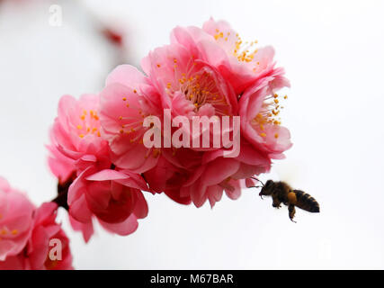 Bijie, dans la province du Guizhou en Chine. 1er mars 2018. Une abeille vole au milieu des fleurs de prune rouge dans le sud-ouest de la Chine, Bijie province du Guizhou, le 1 mars 2018. Credit : Wang Chunliang/Xinhua/Alamy Live News Banque D'Images