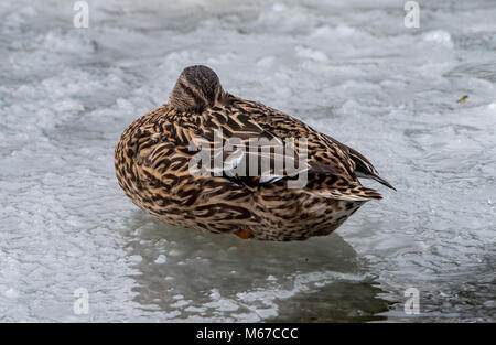 L'écaillage. 1er mars 2018. Météo France : un canard colvert dormir sur l'étang gelé à l'effritement, Preston, Lancashire où les températures de jour n'a pas lieu au-dessus du point de congélation. Crédit : John Eveson/Alamy Live News Banque D'Images