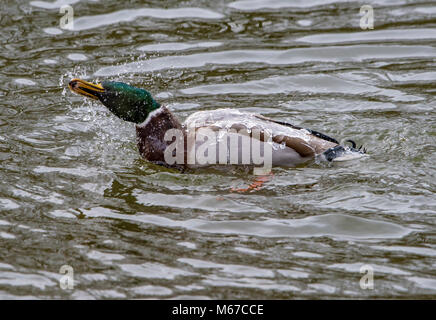 L'écaillage. 1er mars 2018. Météo France : un canard colvert vous lavez sur l'étang gelé à l'effritement, Preston, Lancashire où les températures de jour n'a pas lieu au-dessus du point de congélation. Crédit : John Eveson/Alamy Live News Banque D'Images