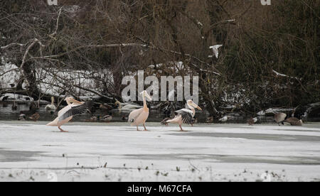 Londres, Royaume-Uni. 1er mars 2018. Météo France : Pélicans siègent à des températures de gel que le lac gèle en St James's Park à l'extérieur de Buckingham Palace dans la neige à Londres comme bête de l'Est, les conditions météorologiques continuent à City of London, Londres, Angleterre le 1 mars 2018. Photo par Andy Rowland. Crédit : Andrew Rowland/Alamy Live News Banque D'Images