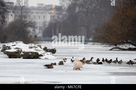 Londres, Royaume-Uni. 1er mars 2018. Météo France : Pélicans siègent à des températures de gel que le lac gèle en St James's Park à l'extérieur de Buckingham Palace dans la neige à Londres comme bête de l'Est, les conditions météorologiques continuent à City of London, Londres, Angleterre le 1 mars 2018. Photo par Andy Rowland. Crédit : Andrew Rowland/Alamy Live News Banque D'Images