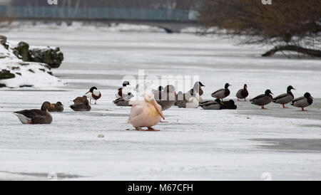 Londres, Royaume-Uni. 1er mars 2018. Météo France : Pélicans siègent à des températures de gel que le lac gèle en St James's Park à l'extérieur de Buckingham Palace dans la neige à Londres comme bête de l'Est, les conditions météorologiques continuent à City of London, Londres, Angleterre le 1 mars 2018. Photo par Andy Rowland. Crédit : Andrew Rowland/Alamy Live News Banque D'Images