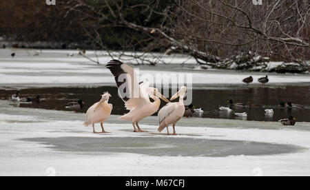 Londres, Royaume-Uni. 1er mars 2018. Météo France : Pélicans siègent à des températures de gel que le lac gèle en St James's Park à l'extérieur de Buckingham Palace dans la neige à Londres comme bête de l'Est, les conditions météorologiques continuent à City of London, Londres, Angleterre le 1 mars 2018. Photo par Andy Rowland. Crédit : Andrew Rowland/Alamy Live News Banque D'Images