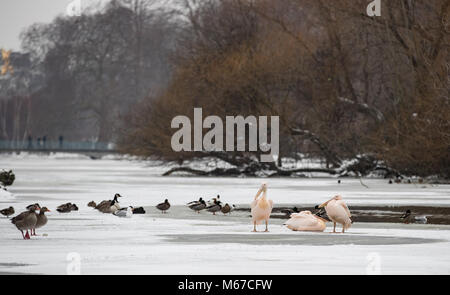 Londres, Royaume-Uni. 1er mars 2018. Météo France : Pélicans siègent à des températures de gel que le lac gèle en St James's Park à l'extérieur de Buckingham Palace dans la neige à Londres comme bête de l'Est, les conditions météorologiques continuent à City of London, Londres, Angleterre le 1 mars 2018. Photo par Andy Rowland. Crédit : Andrew Rowland/Alamy Live News Banque D'Images