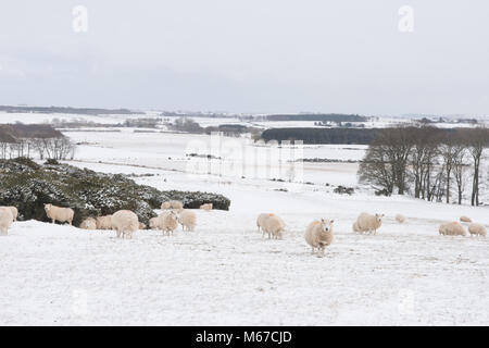 L'Aberdeenshire. 1er mars 2018. Météo France : les moutons dans les champs couverts de neige près de l'Aberdeenshire Ecosse Oldmeldrum 1/3/2018 Paul Glendell Crédit Crédit : Paul Glendell/Alamy Live News Banque D'Images