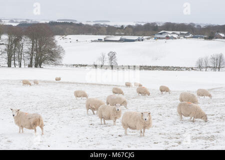 L'Aberdeenshire. 1er mars 2018. Météo France : les moutons dans les champs couverts de neige près de l'Aberdeenshire Ecosse Oldmeldrum 1/3/2018 Paul Glendell Crédit Crédit : Paul Glendell/Alamy Live News Banque D'Images