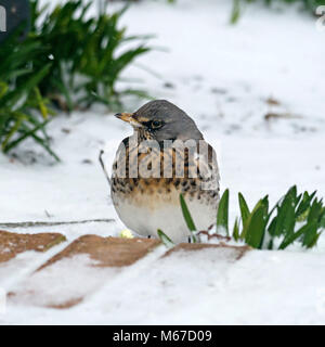 Melton Mowbray, UK. 1er mars 2018. Les rigueurs de l'hiver (la "bête de l'Est') Oiseaux (Turdus Fieldfare) f à partir de leurs aires d'alimentation normale dans les jardins à la recherche de nourriture. Melton Mowbray, Leicestershire, UK. Photimageon/Alamy Live News Banque D'Images