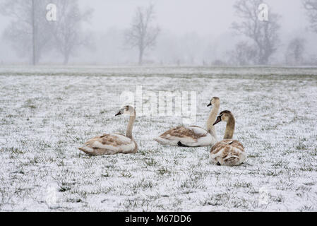 Trois jeunes cygnes (logo) assis dans un champ couvert de neige dans le sud de l'Angleterre en hiver. Banque D'Images