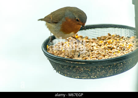 Burton Lazars 1er mars 2018 : Les tempêtes sont battues les forces armées britanniques rédigée en pour aider les efforts de secours que d'avertissement de tempête de neige extrêmes comme les oiseaux sauvages Emma bataille de survie. Tables d'oiseaux mangeoires, maintien, et l'approvisionnement en eau libres de neige et de glace. Clifford Norton Alamy Live News. Banque D'Images