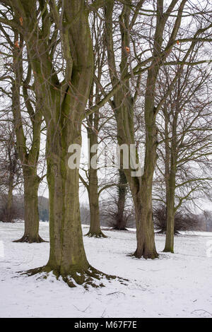 Lichfield Staffordshire England |1er mars 2018. La neige et la glace salue le premier jour du printemps. Les hêtres avec neige au sol dans la région de Beacon Park. Crédit : David Keith Jones/Alamy Live News Banque D'Images