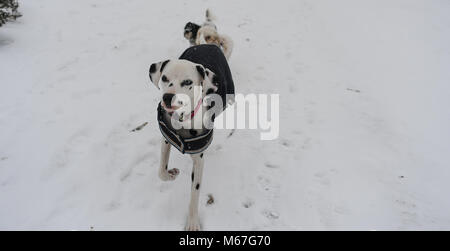 Southampton, UK. 1er mars 2018. Jeudi 1er mars 2018 UKsnow West Wellow Southampton en Angleterre. Le propriétaire de cette cote dalmate a eu l'intelligence de l'habiller dans un manteau noir pour le garder au chaud, mais il a aussi aidé à été vu autrement, il aurait été presque invisible contre la neige qu'il aimé courir autour avec son doggy pals dans la New Forest. Credit : PBWPIX/Alamy Live News Banque D'Images