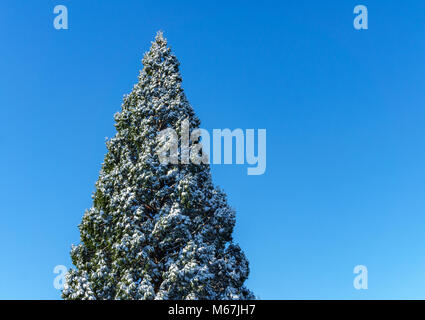 Haut de sapin recouvert de neige isolé sur ciel bleu à sunny day Banque D'Images