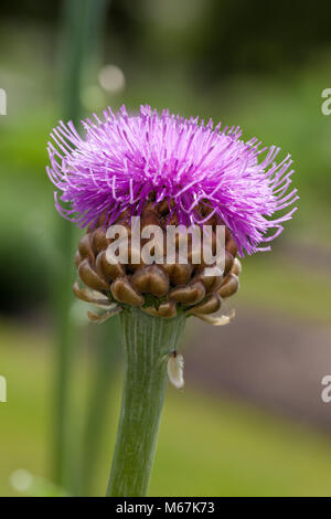 Scabiosa géant, Rabarberklint (Rhaponticum scariosum) Banque D'Images