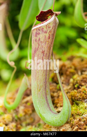 Sarracénie, Ampelkannranka (Nepenthes hybride) Banque D'Images