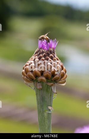 Scabiosa géant, Rabarberklint (Rhaponticum scariosum) Banque D'Images