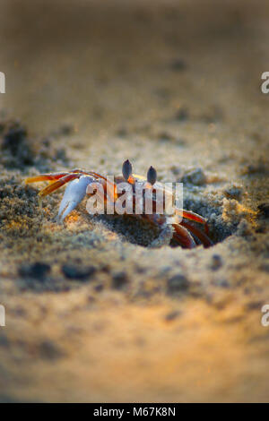 Crabe de plage Banque D'Images