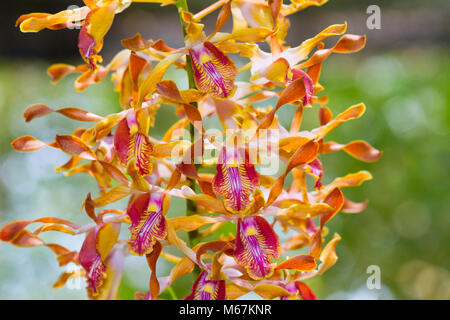 Orchid bizarre - Pétales enroulés. Espèce rare orchidée qui s'est emmêlé ou corne-type pétales. Banque D'Images