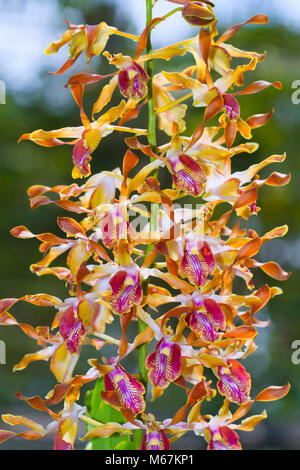 Orchid bizarre - Pétales enroulés. Espèce rare orchidée qui s'est emmêlé ou corne-type pétales. Banque D'Images