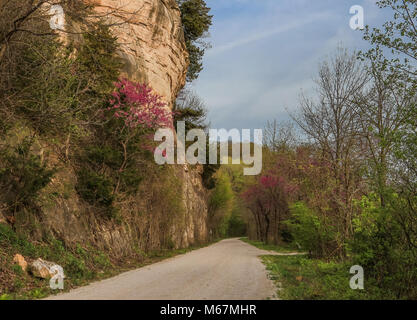 Trail de fleurs de redbud arbres près de la rivière Missouri au printemps, Missouri, États-Unis Banque D'Images