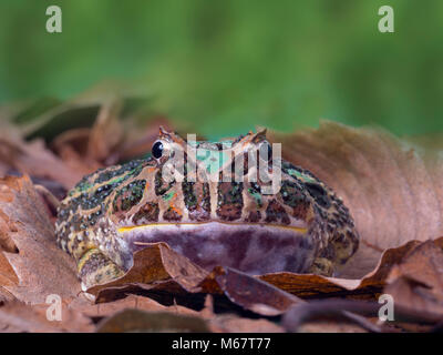 Ceratophrys ornata grenouille cornue d'Argentine Banque D'Images