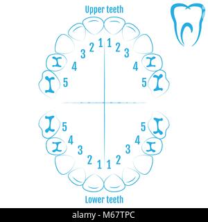 Les droits de l'orthodontiste l'anatomie des dents vecteur avec numérotation des dents d'un enfant. Medical Dental illustration Illustration de Vecteur