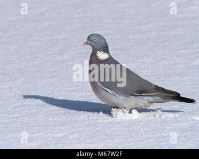 Pigeon ramier Columba palumbus portrait hiver neige Banque D'Images