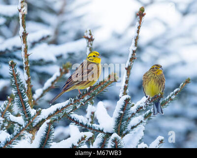 Yellowhammer Emberiza citrinella sur haie couvertes de neige en hiver Banque D'Images