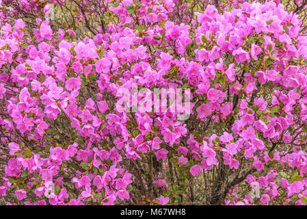 Bright fond floral avec fleurs violettes Ledebur rhododendron avec gouttes d'eau après la pluie Banque D'Images